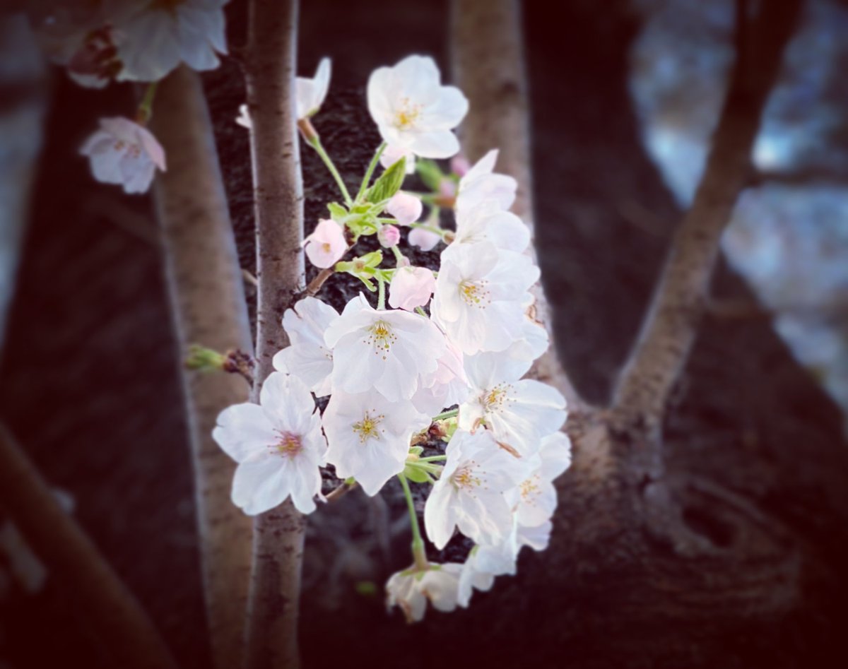 necohira2's tweet photo. #Haveaniceday with #Safety😊✌️🎶

#Keepsafety #Savelife #Spring
#Goodmorning 
#Bonjour
#Bonjorno
#早上好
#おはようございます

#桜2021🌸 
#花🌸　#flowers🌸🌺 
#幸せな時間 💚　#ていねいな暮らし #春🎶

supported by JP🇯🇵U25 Girls Life-care Office, Lyon🇫🇷 https://t.co/rzcna9fDCa