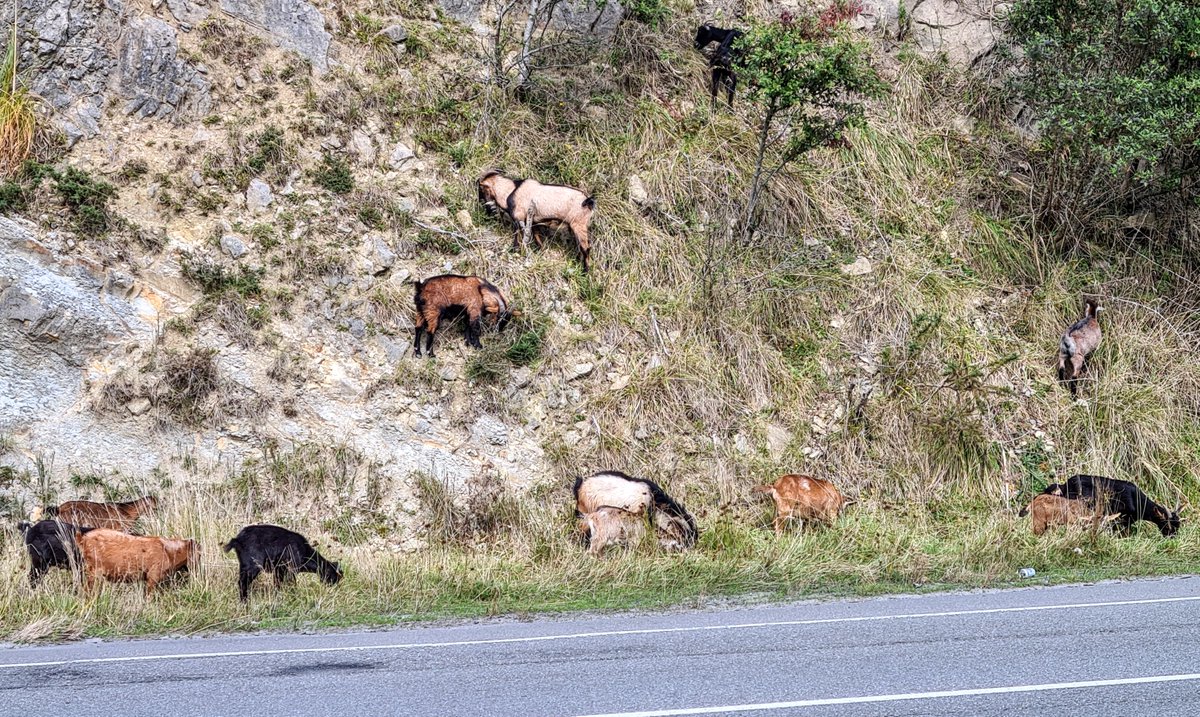 Pic by Tony Kokshoorn in central Greymouth (aka goat central). How many can you count ...