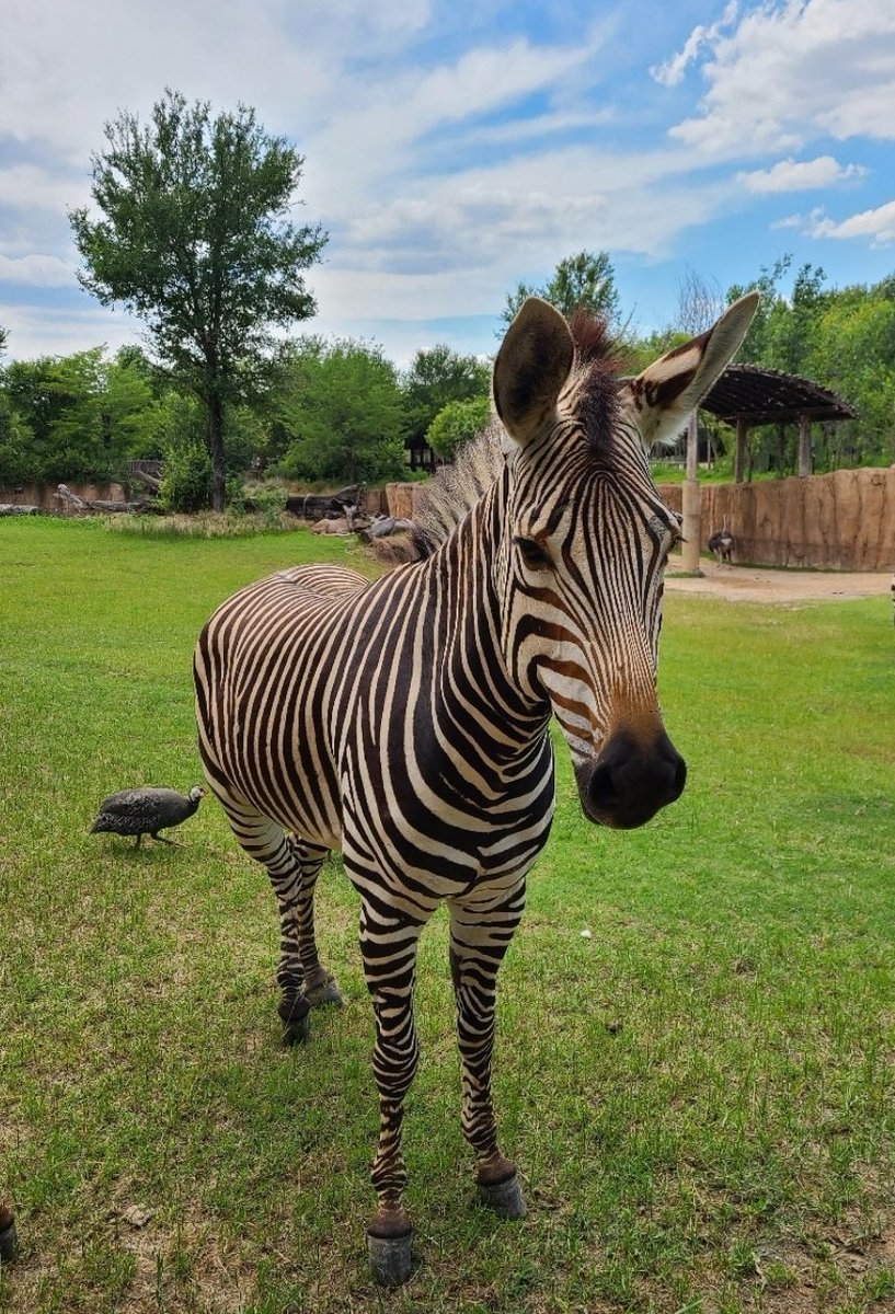 Shy, Sweet, Zebra With A Silly Side,' Keeya Suffers Fatal Head Injury At  Dallas Zoo - CBS Texas