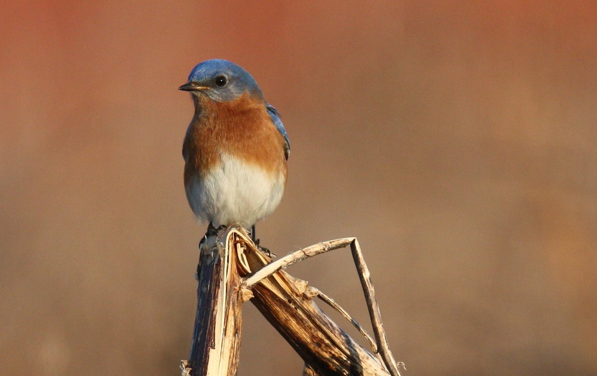 CapeHomepage's tweet photo. Bluebird looking for a mate in late afternoon sunlight at Crane Reservation, Falmouth, #CapeCod. #CatchEye @ericfisher @WildingsCapeCod @VisitMA https://t.co/0HsTkqewnG
