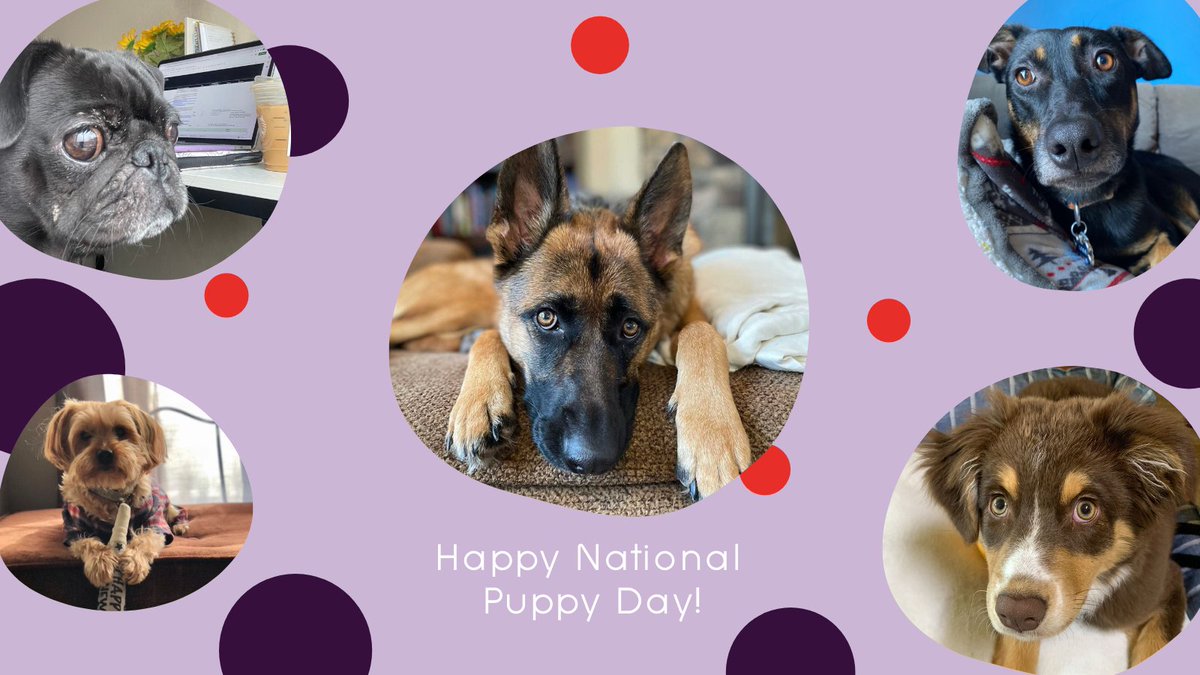 MerrittGroup's tweet photo. Happy #NationalPuppyDay to our MG puppers! 🐶 https://t.co/wMVtz4O5uU