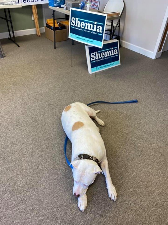 ORDems's tweet photo. Here's Gator catching some well-earned z's after distributing yard signs last year.
#DemocraticDogs #NationalPuppyDay2021 https://t.co/4oDaSRdj6r