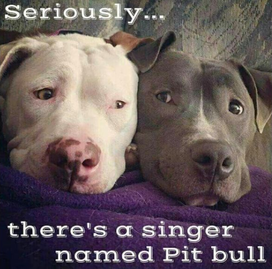 Seriously...😂😂😂🤣🤣🤣 #pitbull #Pitbulls #pitbulllovers #pitbullmoms #americanbully #pitbullterrier #Dog #dogs #pets #coronavirus #Erika #partner #tuesdayvibe #tuesdaymotivations