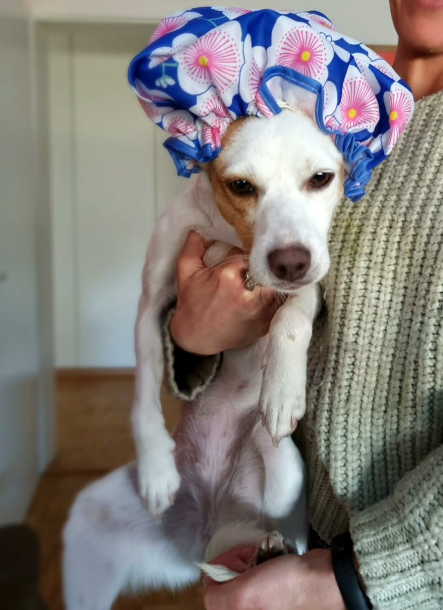 Sattva.Institute tweet media