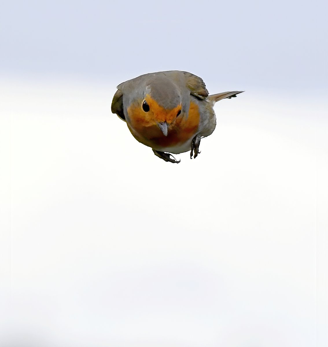 This is what it looks like when a Robin is thrown at you...