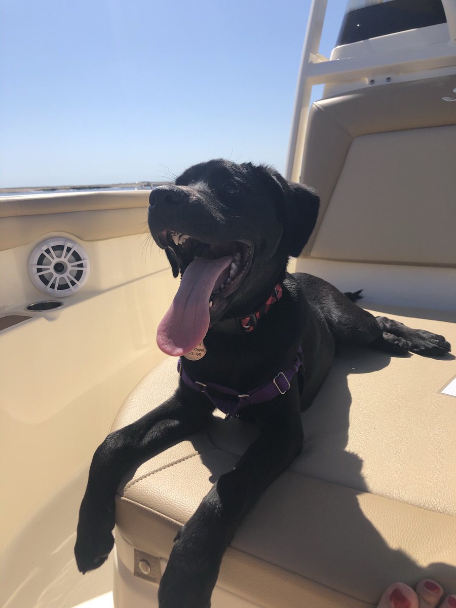 cr_julius's tweet photo. National puppy day! https://t.co/68n3pCujAw