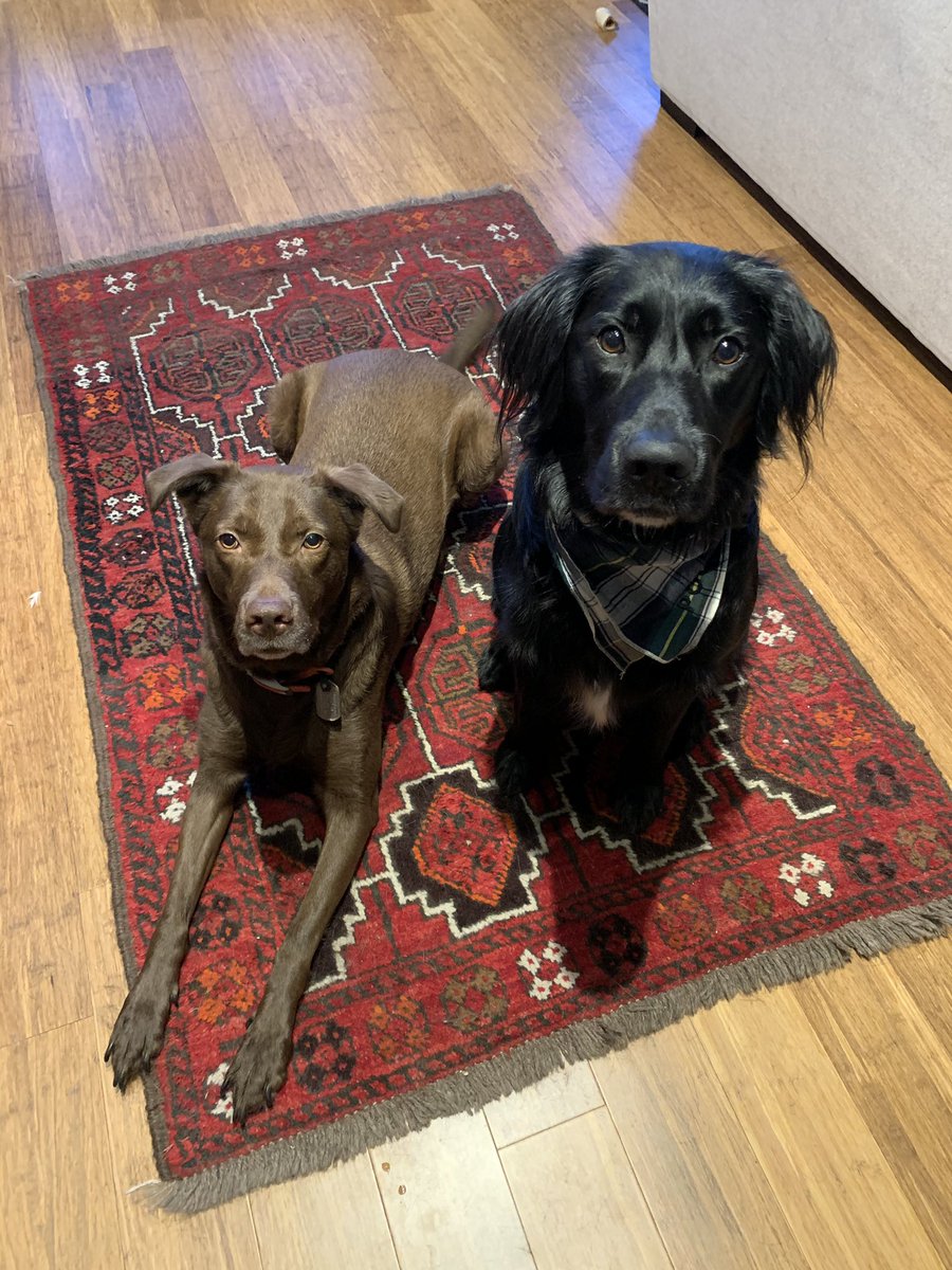 AshleiGoody's tweet photo. @Angry_Staffer Rupert The Poopert with his gf, Claire (brown dog), and his little sister, Bean (kitty). #NationalPuppyDay https://t.co/wzIVEEyAV9