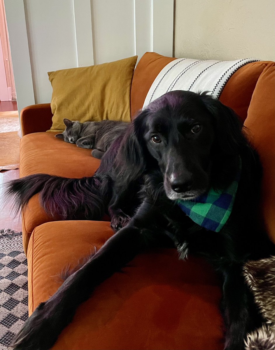 AshleiGoody's tweet photo. @Angry_Staffer Rupert The Poopert with his gf, Claire (brown dog), and his little sister, Bean (kitty). #NationalPuppyDay https://t.co/wzIVEEyAV9