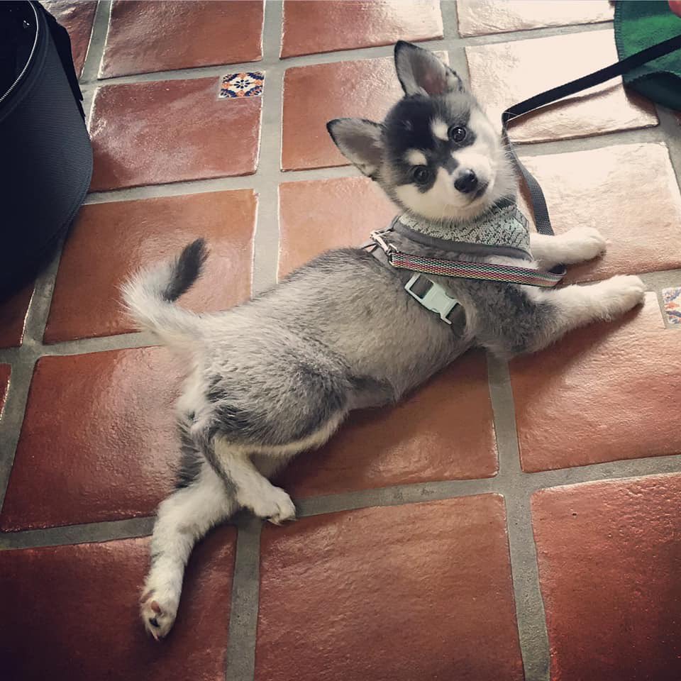 BLynneB's tweet photo. My puppy has grown into a slightly bigger puppy! #happynationalpuppyday https://t.co/e2UDpPxnkG
