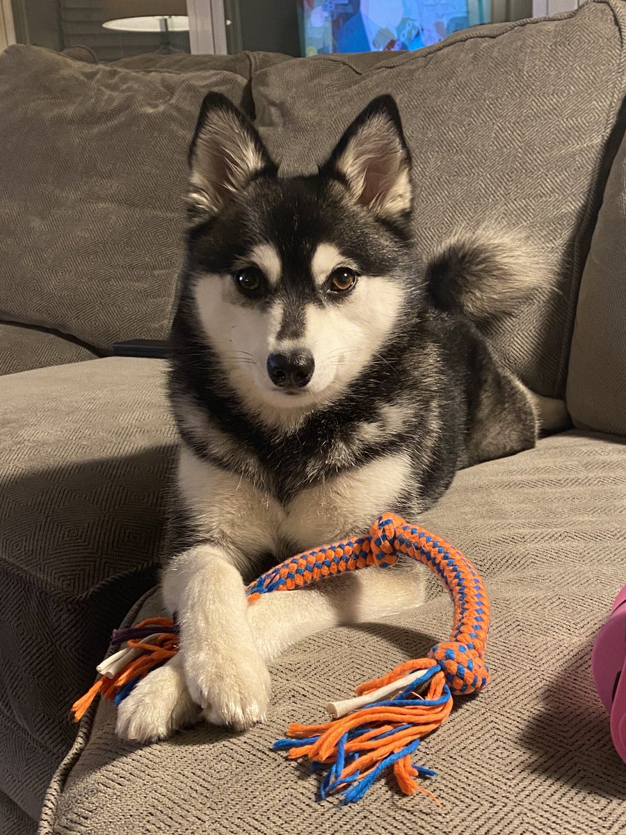 BLynneB's tweet photo. My puppy has grown into a slightly bigger puppy! #happynationalpuppyday https://t.co/e2UDpPxnkG