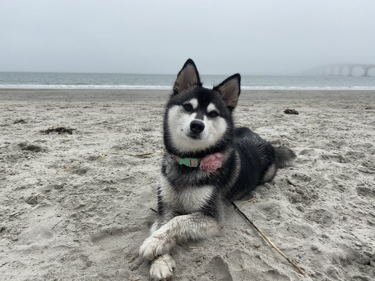 BLynneB's tweet photo. @dog_rates My dirty dog - I mean puppy 🥰 https://t.co/aZJZdKZ5L1