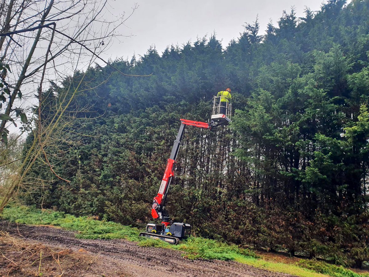 PrimaryTreeSurg's tweet photo. Substantial hedge reduction of c. 80m of hedge line...The team reduced approximately 65 Leylandii trees by 50% (around 7m), and square trimmed the faces, using a MEWP for safety &amp; efficiency #treesurgery #treesurgeons #hedgereduction #hedgemeisters https://t.co/BikbXJGWWc
