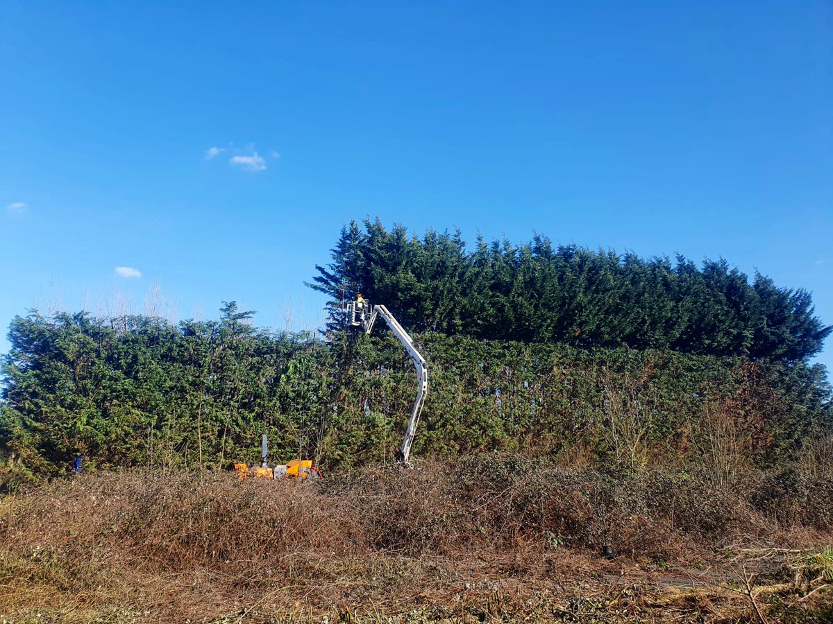 PrimaryTreeSurg's tweet photo. Substantial hedge reduction of c. 80m of hedge line...The team reduced approximately 65 Leylandii trees by 50% (around 7m), and square trimmed the faces, using a MEWP for safety &amp; efficiency #treesurgery #treesurgeons #hedgereduction #hedgemeisters https://t.co/BikbXJGWWc
