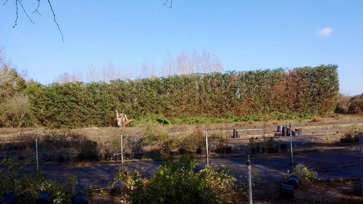 PrimaryTreeSurg's tweet photo. Substantial hedge reduction of c. 80m of hedge line...The team reduced approximately 65 Leylandii trees by 50% (around 7m), and square trimmed the faces, using a MEWP for safety &amp; efficiency #treesurgery #treesurgeons #hedgereduction #hedgemeisters https://t.co/BikbXJGWWc