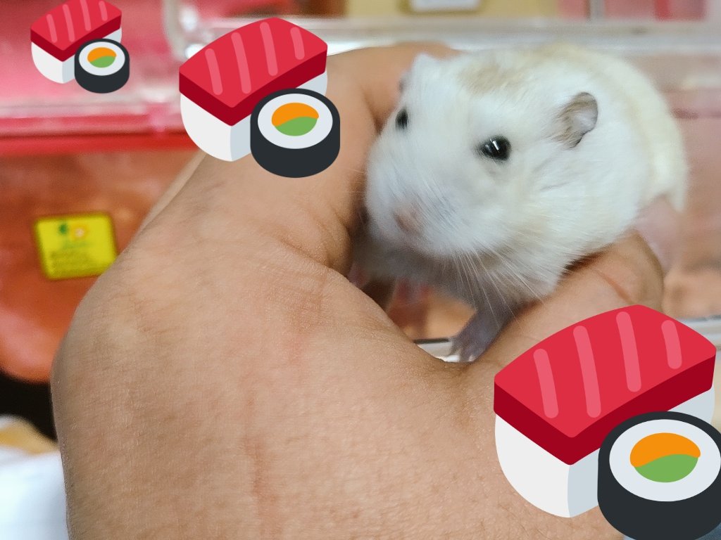 業界激震 電撃引退表明 へなちゅーぶ へなちゅーぶ喜撃団 団長 へな組 みなさん おはようございます おはよう戦隊0324 おはようへな隊 おはようはむ隊 ハムスター ハムスターのいる生活 ハムスター好きと繋がりたい ハムスターっ