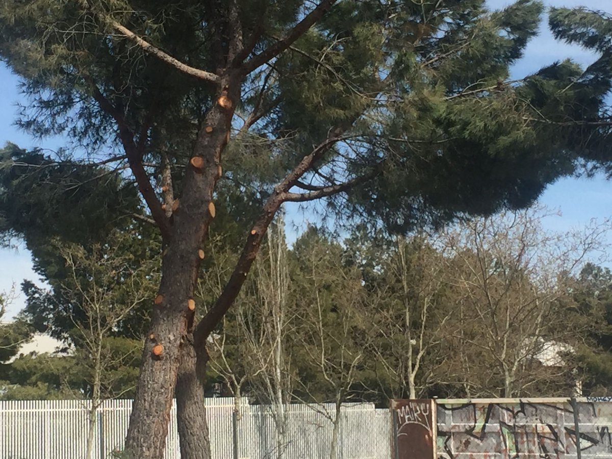 En VILLAVERDE, estamos ¡hartos de pregonar! que las labores sobre el arbolado tiene sus épocas. La poda, en primavera, es incompatible con mantener la biodiversidad. Hoy, han caído 15 nidos de especies diferentes. !!BASTA YA!! ¡PAREN! 😡😠