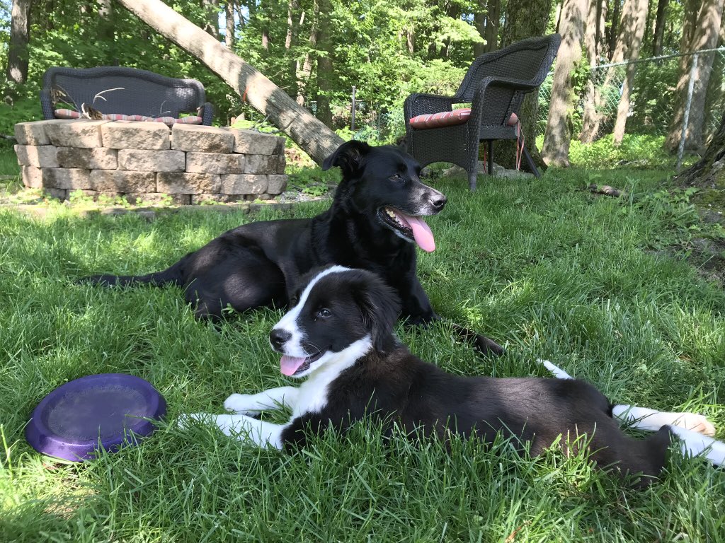 snasshan's tweet photo. @budweiserusa @dog_rates My fur babies ❤️ https://t.co/naIx6nvp5O