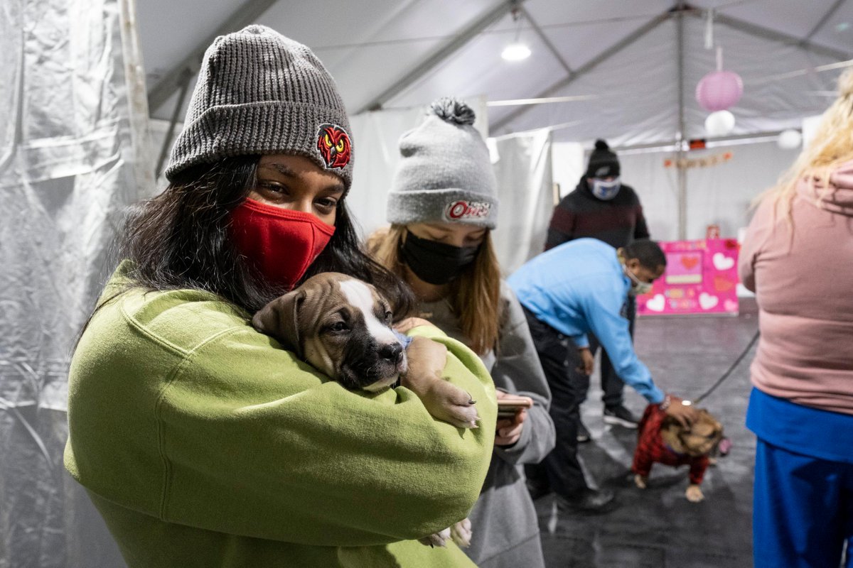 TempleUniv's tweet photo. To all the pups who serve as best friends and study buddies to our Owls—Happy #NationalPuppyDay! 🐶🐾 #DogsOfTU https://t.co/olR5Y4arCD