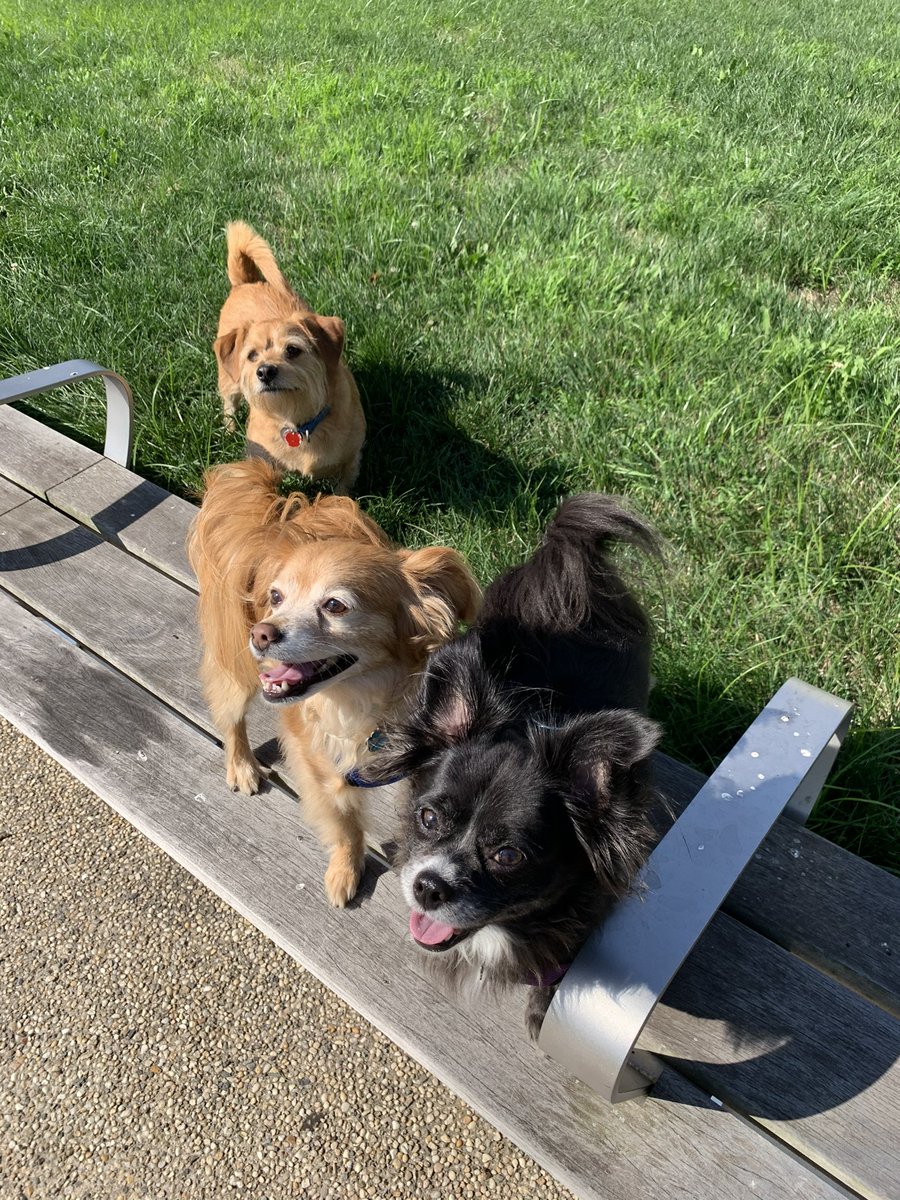 justgotreel's tweet photo. @dog_rates The best pups I could ever ask for https://t.co/OPRwSxqQsh