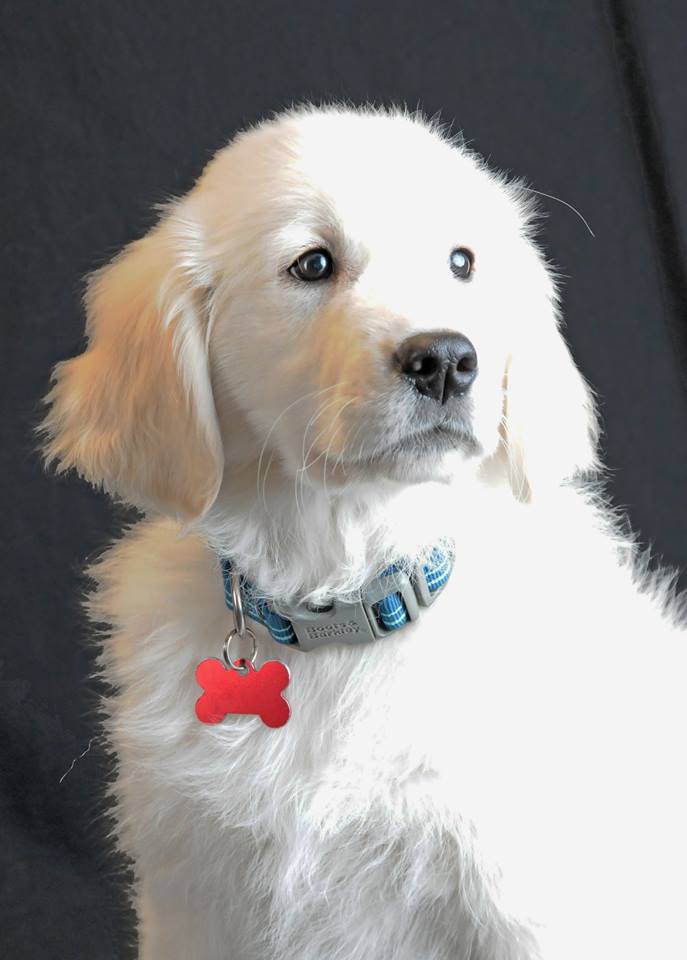 It is #NationalPuppyDay!!!! 

Science Service Floof in-Training! 

#dog #PuppyDay #puppy https://t.co/jWlv6RgDgE