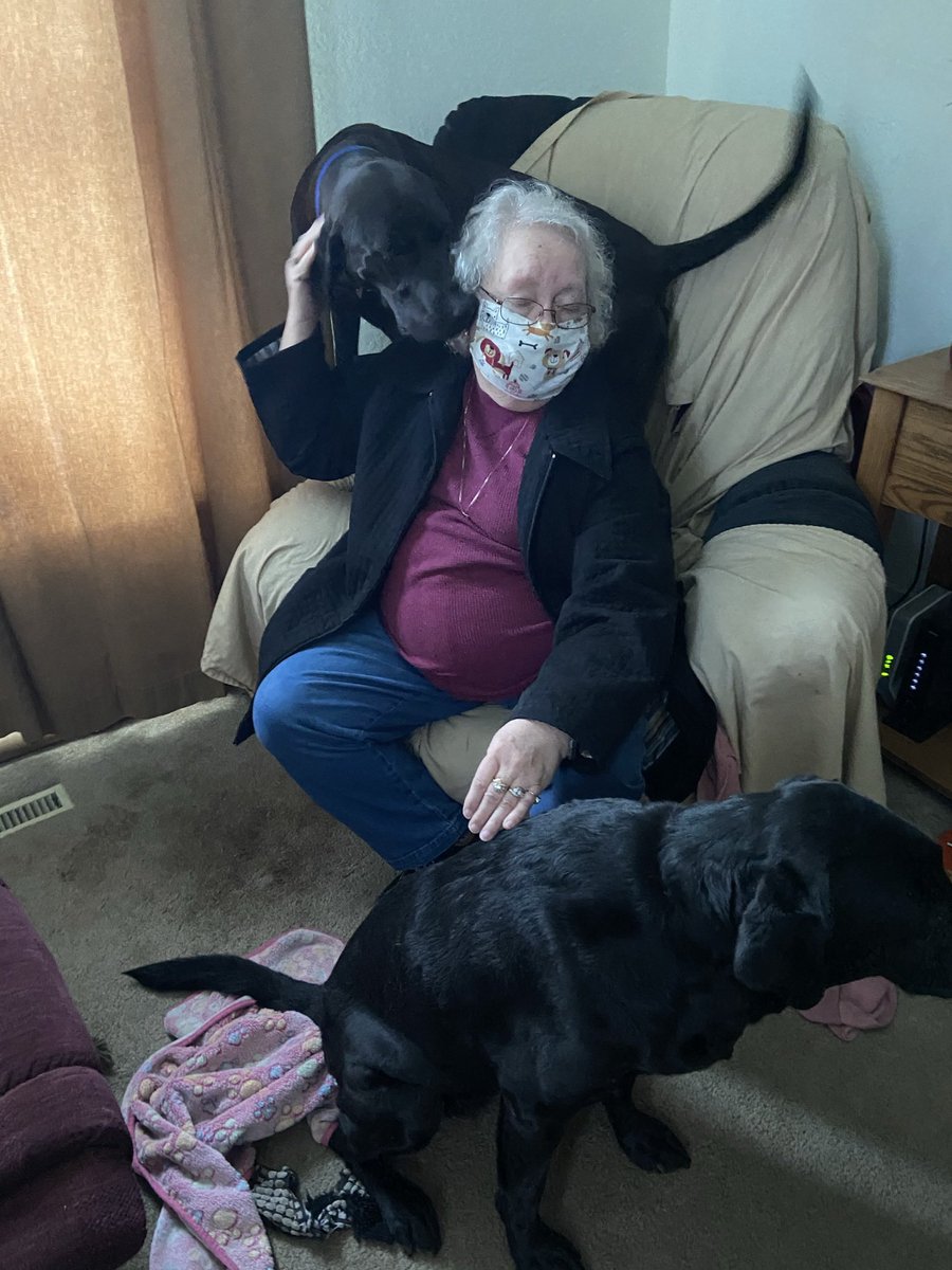 Jollin061210's tweet photo. #PhotoChallenge2021March Day 18 #thatwasawkward When Mama showed dis pickshur to a hoo friend she fawt me be 💩 on da fwore, but me waz juss mid sit. 🙈 Dat waz very awkward. ❤️🐾Jollin🐾❤️ #dogsoftwitter https://t.co/WOV4k8qFPf
