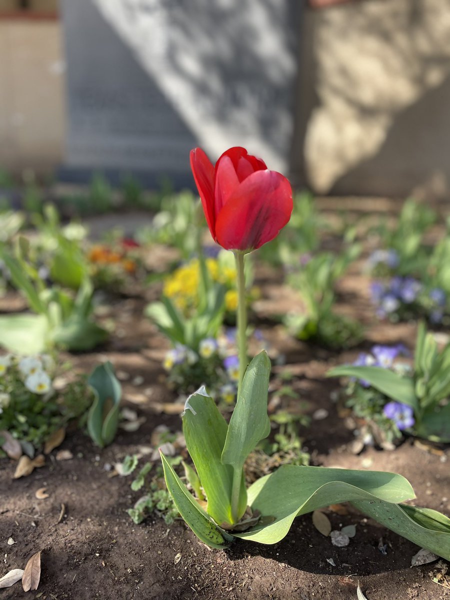 TTUAlumniAssoc's tweet photo. It’s a great day to take a stroll around campus! The tulips at the McKenzie-Merket are starting to bloom and loving the sunshine.🌷☀️ #TexasTechTulips https://t.co/oTrxflnydc
