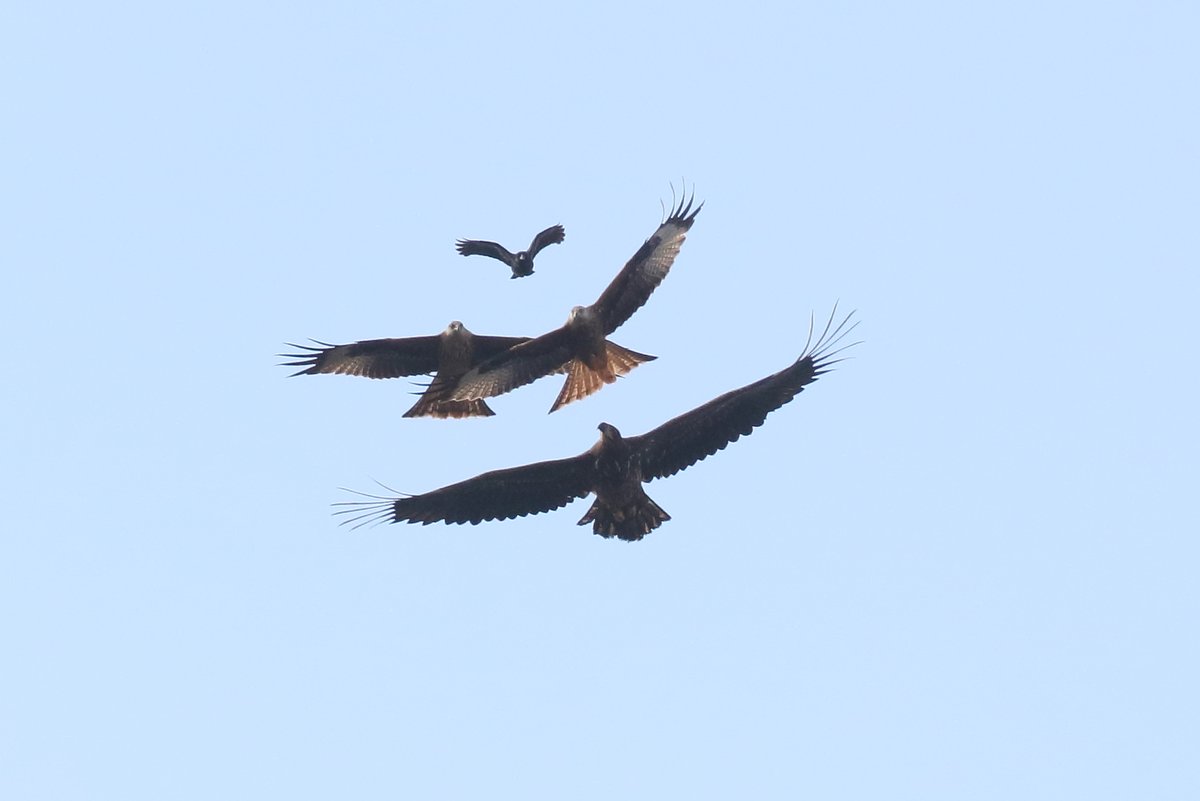 My favourite from yesterday... a surreal moment over the marsh ! All going on not that far above my head....