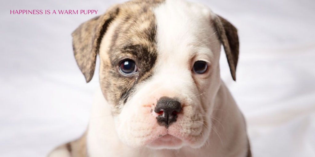 petpuls's tweet photo. Happy International Puppy Day https://t.co/hzDXUTTXE7