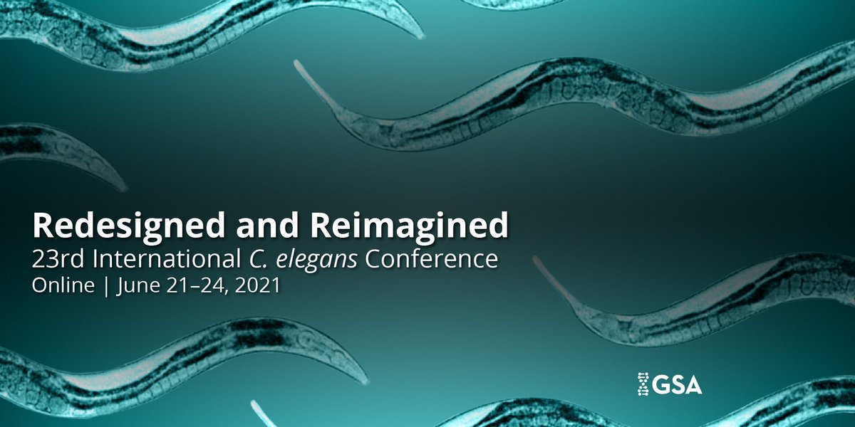 Only TWO days left until the #Worm21 Abstract Submission Deadline! The next #Celegans meeting won't happen until 2023, so don't miss your chance to present this year. Abstracts are due by 8 p.m. EDT on Thursday. bit.ly/39wEsVv