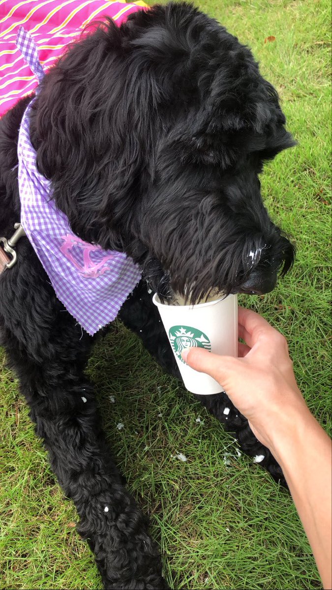 ABC13CourtneyC's tweet photo. Heard it’s #NationalPuppyDay...! Hi from our good girl Torrey!! Saying she’s loved is an understatement 😭💕🐕‍🦺☀️🐾 https://t.co/YIi71LD2Qe