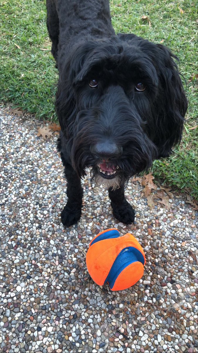 ABC13CourtneyC's tweet photo. Heard it’s #NationalPuppyDay...! Hi from our good girl Torrey!! Saying she’s loved is an understatement 😭💕🐕‍🦺☀️🐾 https://t.co/YIi71LD2Qe