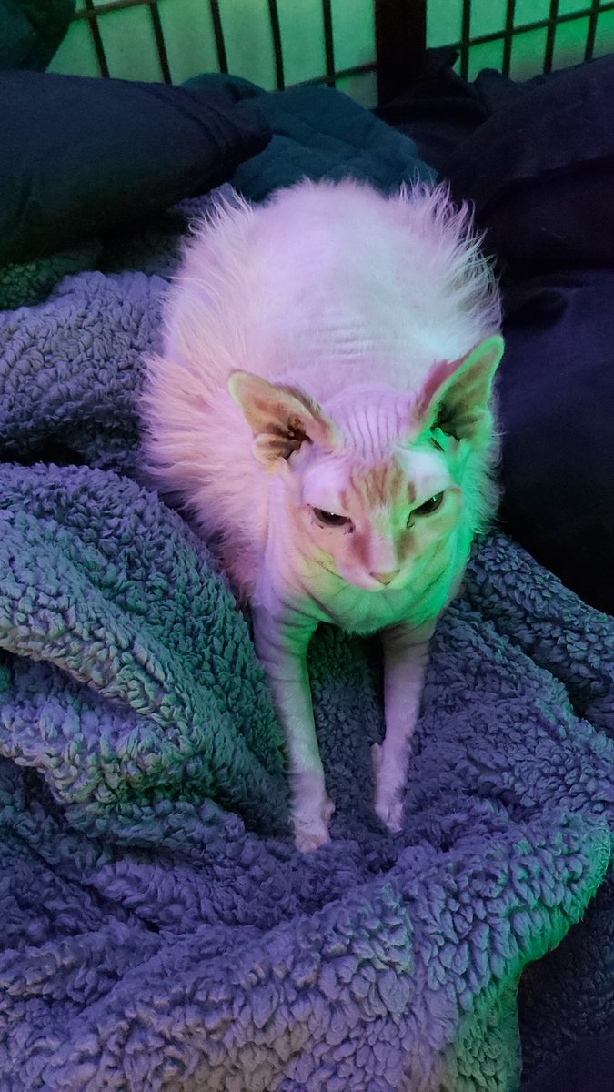 Ark 𒉭 tweet media