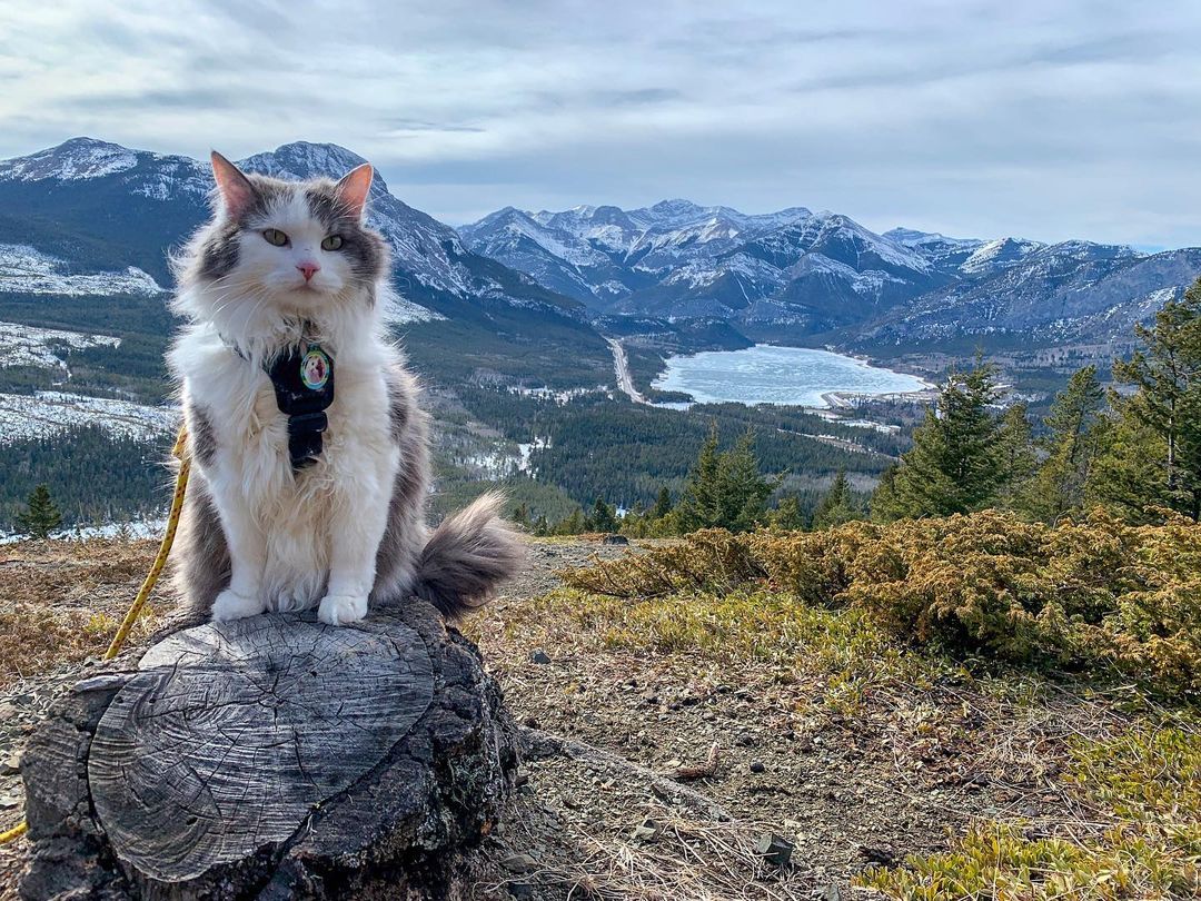 Our local celebrities come in all shapes, sizes, and species here in Canmore! 🐱🙌  Check out the adventures of K-Country's favourite feline friend, Gary The Cat, in the latest <a href="/globalnews/">Globalnews.ca</a> article: bit.ly/2Qu41Rj

#Canmore | #Kananaskis