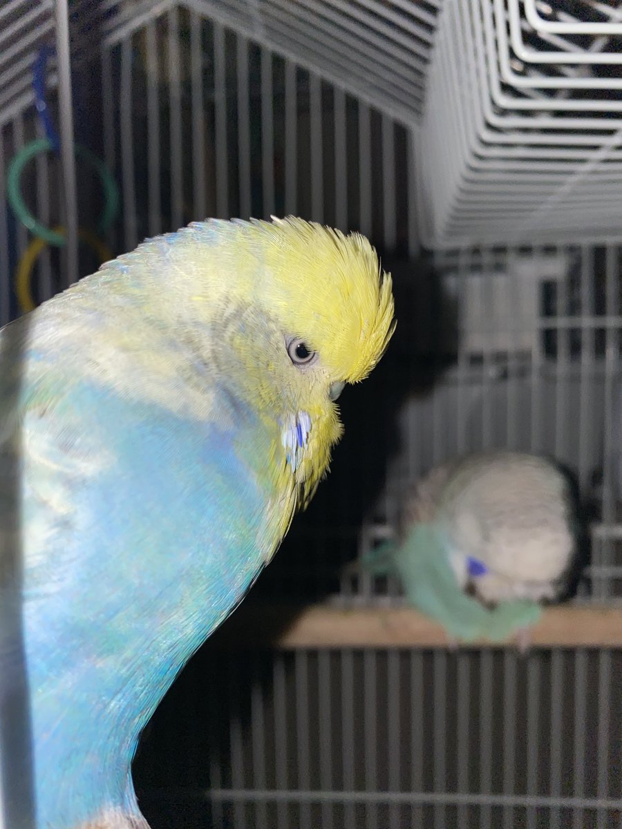 BirdFeed9's tweet photo. This is my Comet! 💫 ☄️ 
She is a beautiful opaline, spangle, yellow-face, English Budgie! 🤩
This comet is a sight to behold! https://t.co/JN8oR08m3i