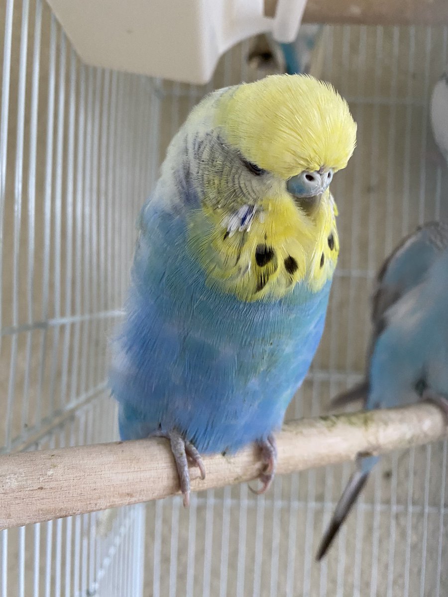 BirdFeed9's tweet photo. This is my Comet! 💫 ☄️ 
She is a beautiful opaline, spangle, yellow-face, English Budgie! 🤩
This comet is a sight to behold! https://t.co/JN8oR08m3i