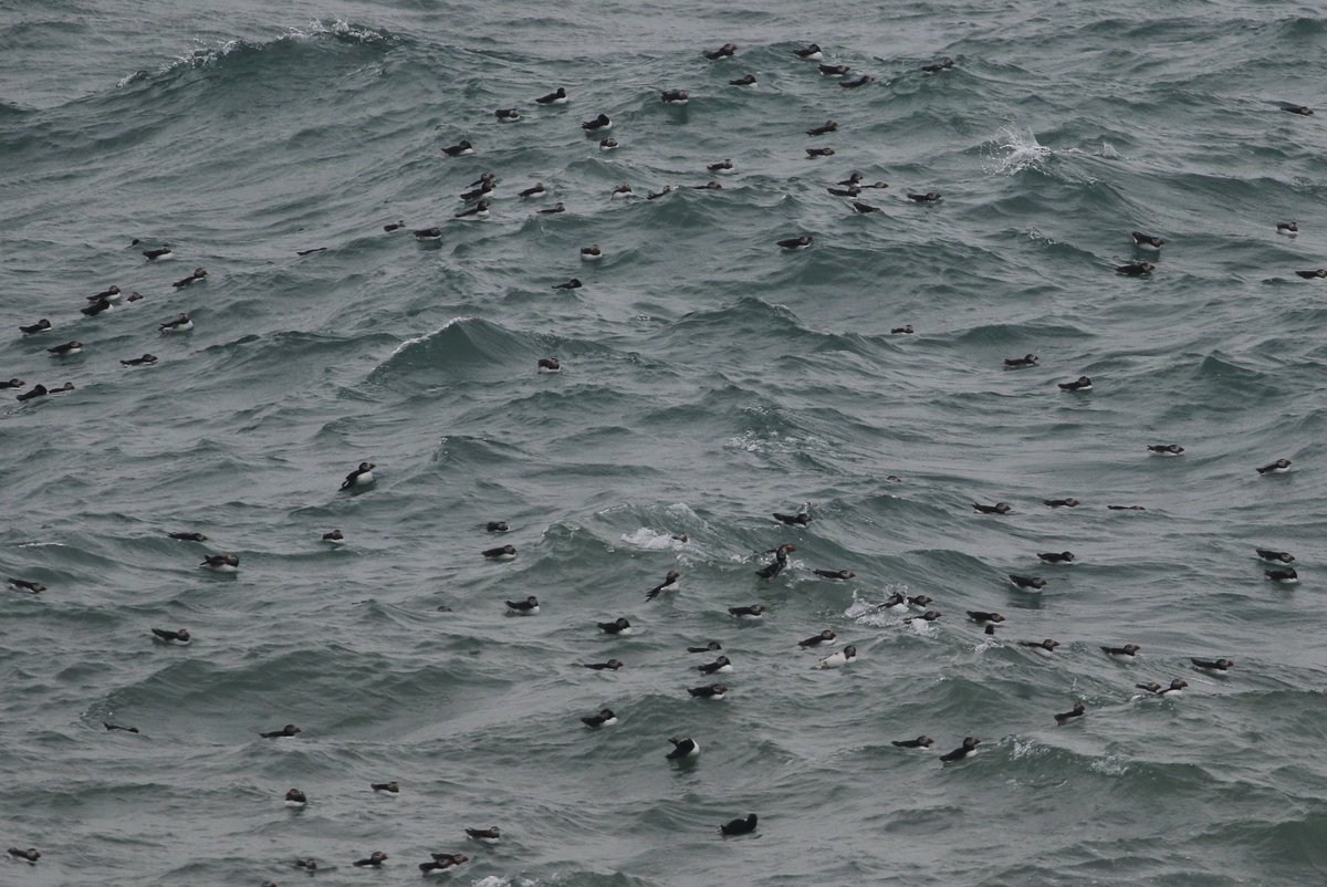 Skokholm Island tweet media