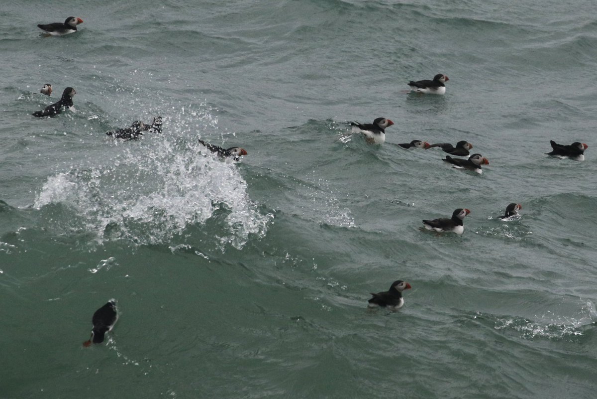 Skokholm Island tweet media