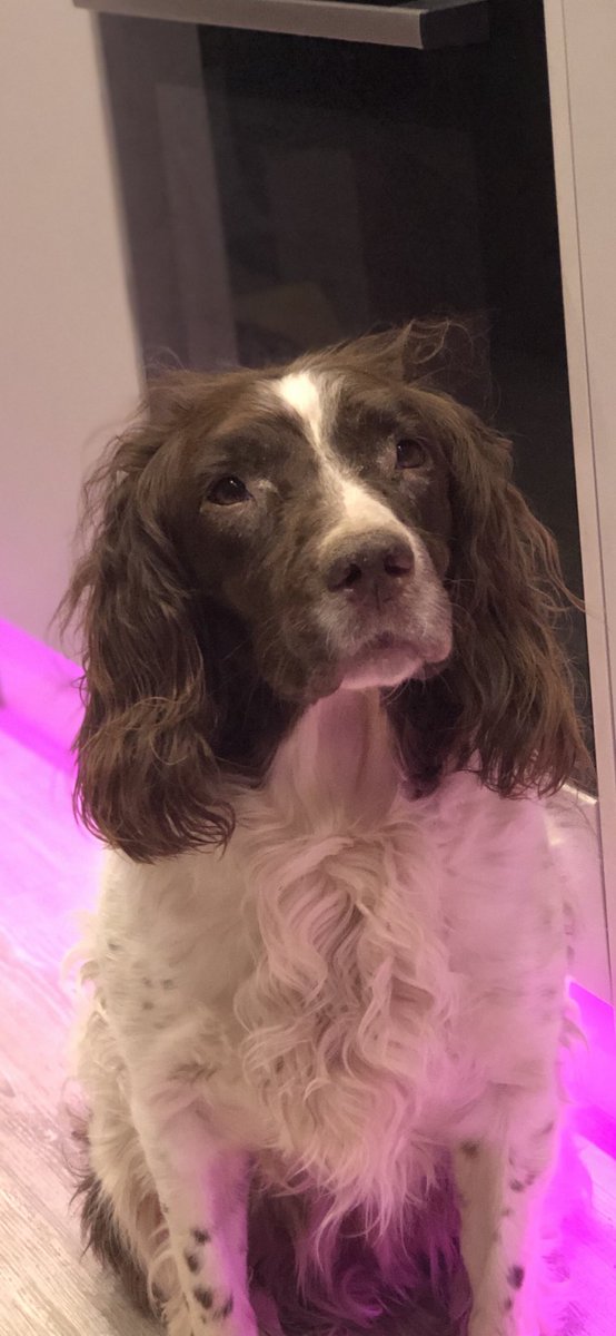 emmawales's tweet photo. @dog_rates Baby Jess, aged 10 years old https://t.co/TX88tLQJjL