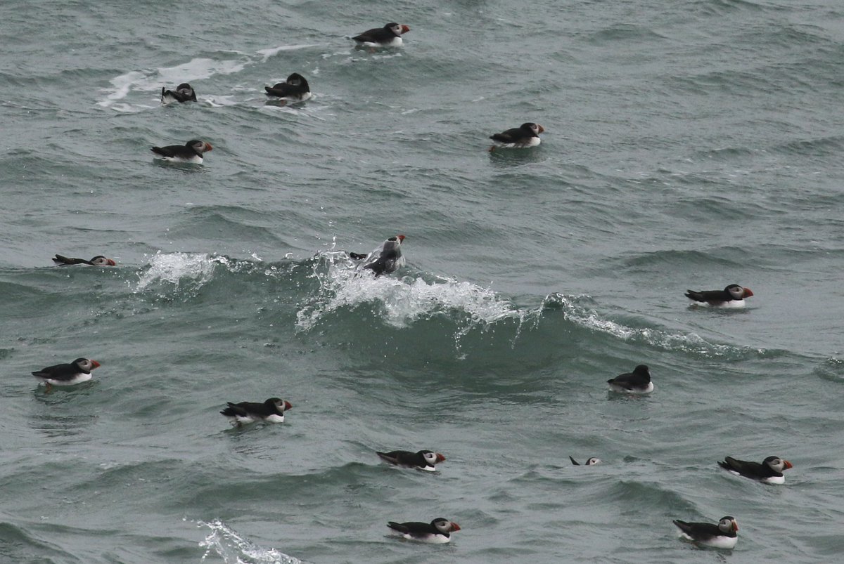 Skokholm Island tweet media