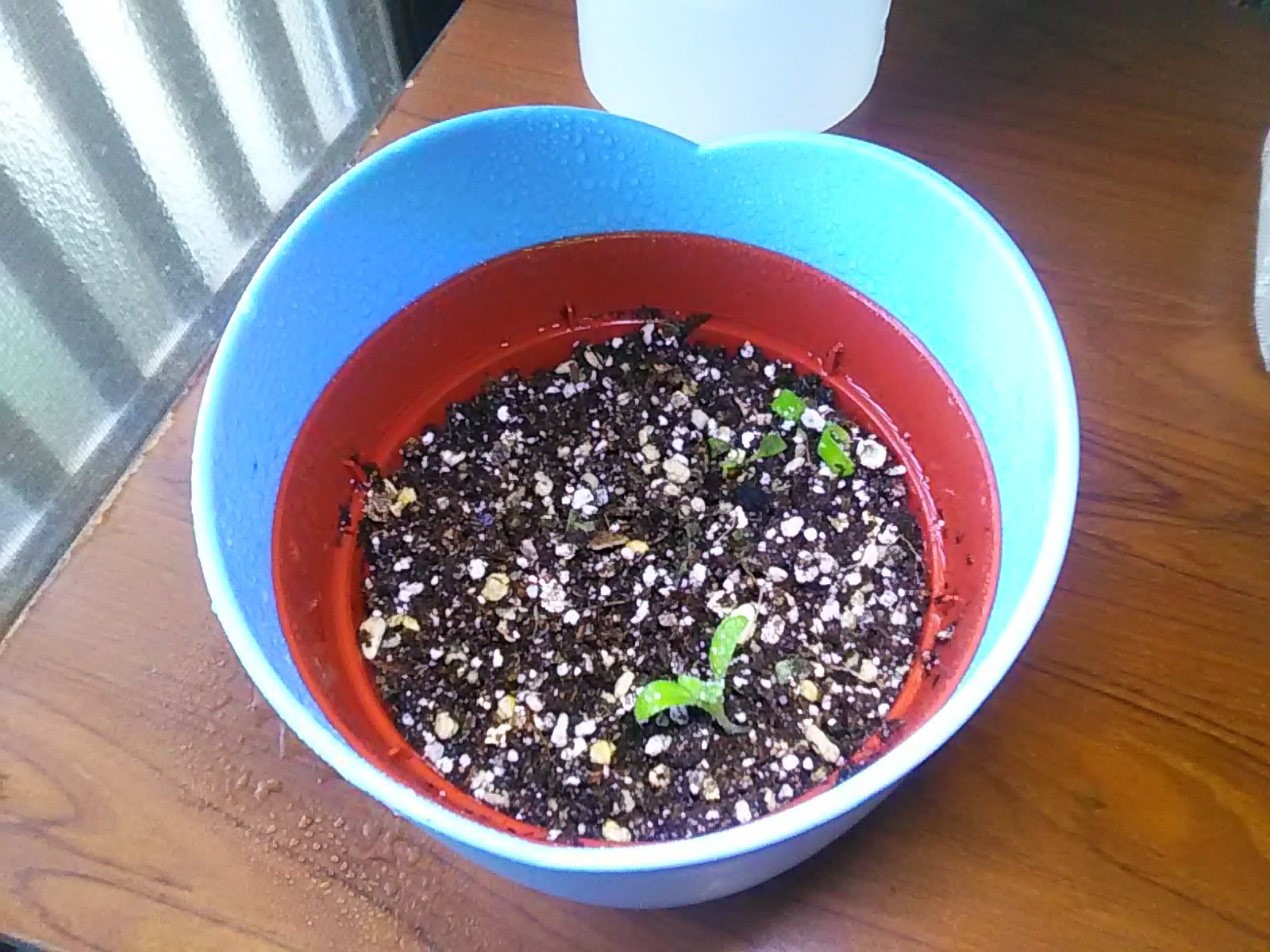 ひろたん 21 3 24 水 種まきから30日目 リベンジ種まきから2日目 ネモフィラ栽培セット ネモフィラ コアラモード なうぷれ T Co Oassuakyof 冬の夜の長い闇も その笑顔だけが一縷の光で T Co ai2mqh9v Twitter