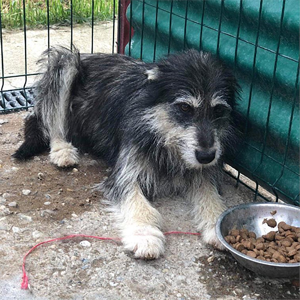 LSA_Tweets's tweet photo. #AnimalRescueWins
Rollo, @potters_pooches, was adopted from Mayflower Animal Sanctuary. He's originally from Romania and was saved by rescuers in Romania from Lancram kill Shelter and was sent over to Mayflower Animal Sanctuary in the UK.

(📸  @potters_pooches via Instagram) https://t.co/jWH5pTTXhN