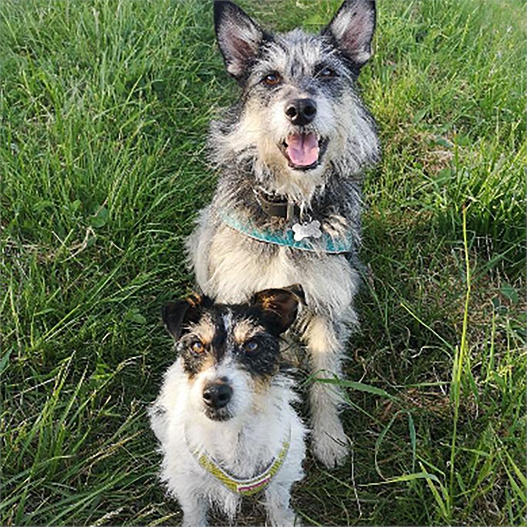 LSA_Tweets's tweet photo. #AnimalRescueWins
Rollo, @potters_pooches, was adopted from Mayflower Animal Sanctuary. He's originally from Romania and was saved by rescuers in Romania from Lancram kill Shelter and was sent over to Mayflower Animal Sanctuary in the UK.

(📸  @potters_pooches via Instagram) https://t.co/jWH5pTTXhN