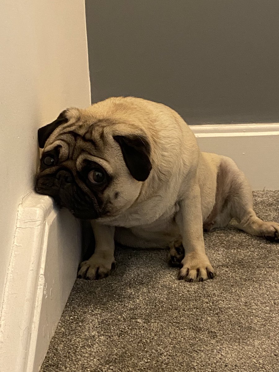 FPugface's tweet image. What? Walkies time?