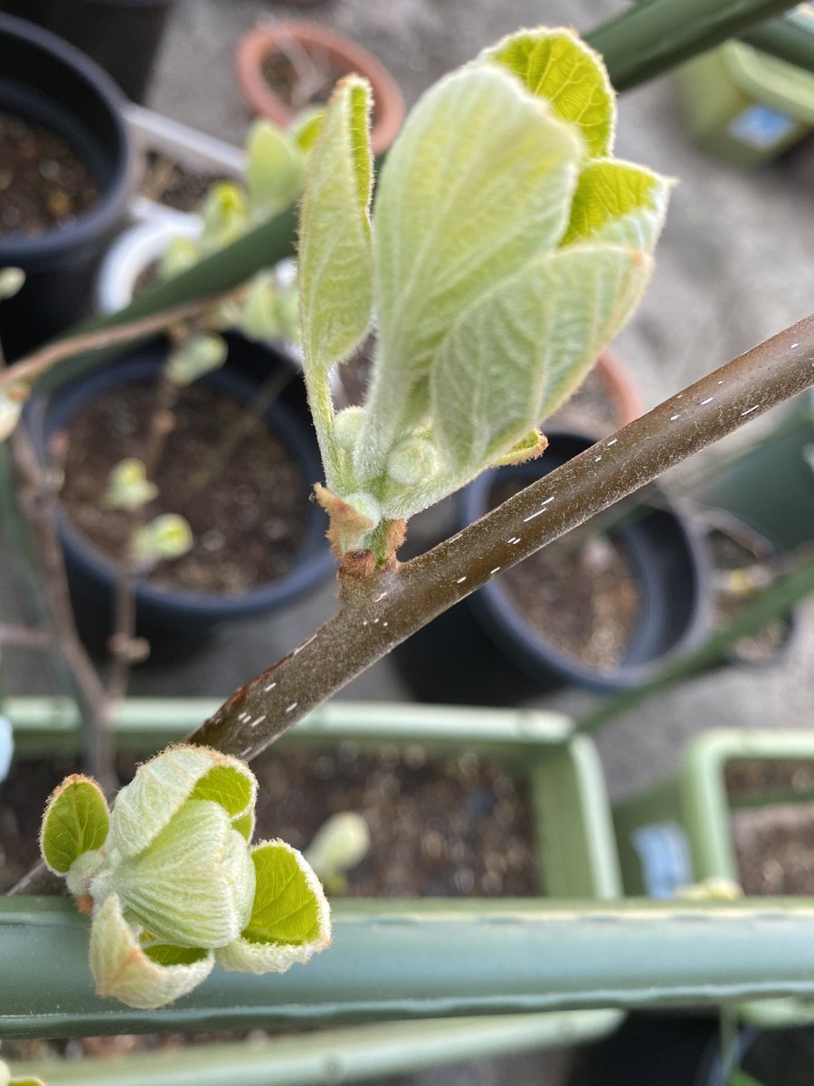 キウイフルーツ Hashtag Pa Twitter