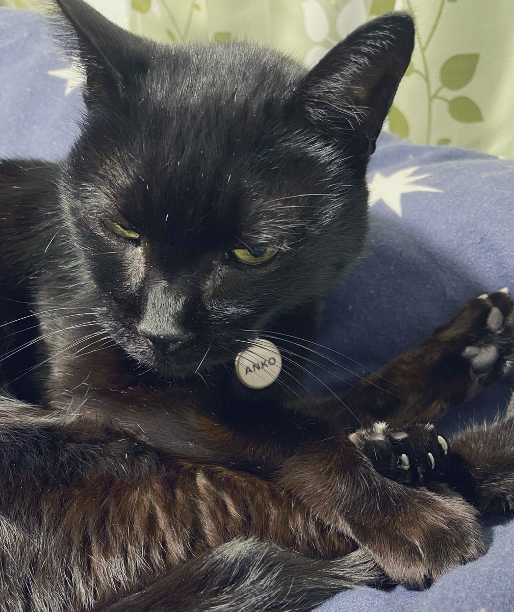 友人との通話中に飼い主が寝落ちしたので代わりに電話対応をする完璧な黒猫さん 寝た にゃーん Togetter 友人との通話中に飼い主が寝落ちしたので代わりに電話対応をする完璧な黒猫さん 寝た にゃーん Togetter