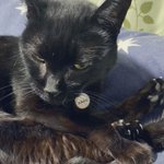 にんげんっていいな に出てくる動物で 人間だけが こちら側 に気付いている 当然だよ 彼らもこの間まで こちら側 だったんだからさあ Togetter