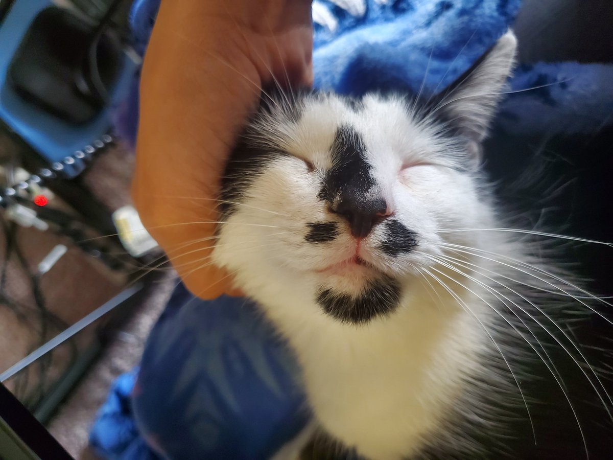 JPittwrites's tweet photo. No kitty can resist the ear scratches 😽🤤🧡
#catmom #catlife #cat #cowcat #jacksonjones #earscratches #headrubs #cantkeephiseyesopen #authorsofinstagram #boycat #lovehismom #andrubs https://t.co/iHMKMwvqz5