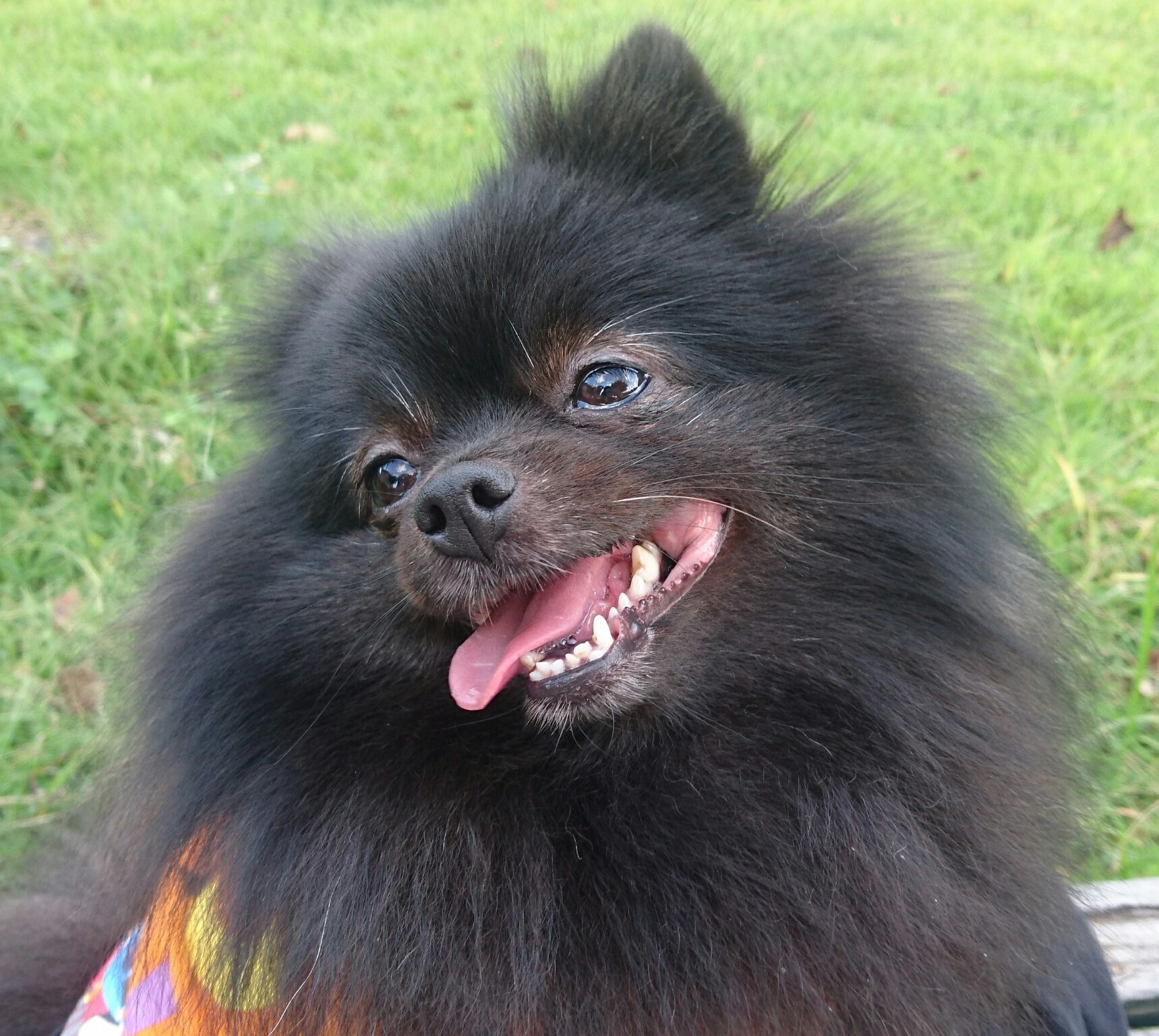 あおい空 おはようございます ポメラニアン 黒ポメ 犬 いぬ わんこ わんわん 愛犬 愛犬 ポメ 可愛い犬 ワンコ ワンワン T Co Rcv8zshf4c Twitter