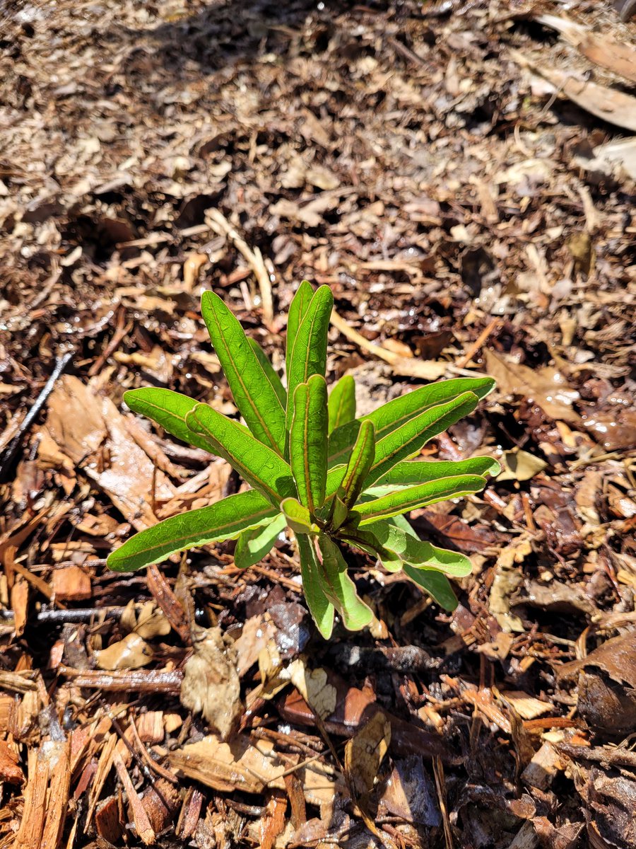 muhlenbergia_'s tweet photo. More pictures of installed #pinerockland plants. 1. Bahama brake fern, #Pteris bahamensis. 2. Pineland allamanda, #Angadenia berteroi. These two were rescued from a pine rockland before its destruction. 3. Green antelopehorn milkweed, #Asclepias viridis. https://t.co/b4XoO6lxOC