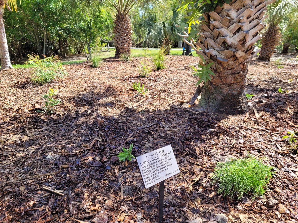 muhlenbergia_'s tweet photo. More pictures of installed #pinerockland plants. 1. Bahama brake fern, #Pteris bahamensis. 2. Pineland allamanda, #Angadenia berteroi. These two were rescued from a pine rockland before its destruction. 3. Green antelopehorn milkweed, #Asclepias viridis. https://t.co/b4XoO6lxOC